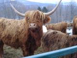 Boeuf highland Au Diable Vert