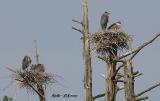 Heron