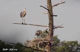 Heron 2