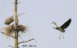 Heron 5