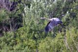 Heron 3