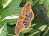 Papillon