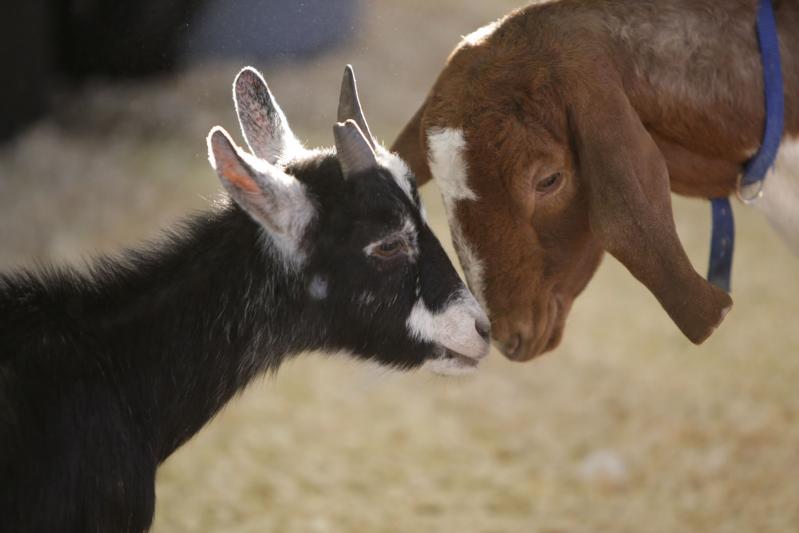 Foire agricole Expo Brome Fair
