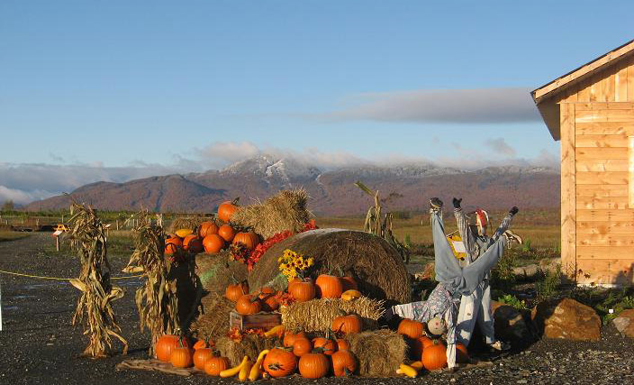 Citrouilles et Tournesols au pied du mont Orford
