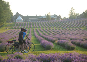 Champs Bleu Lavande - Halte v&eacute;lo