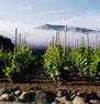 Route des Vins