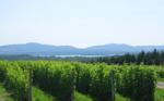 Région viticole et gourmande