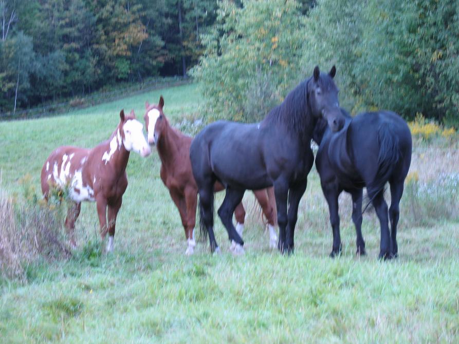 Nos Chevaux: Quelques-uns de nos magnifiques chevaux.
