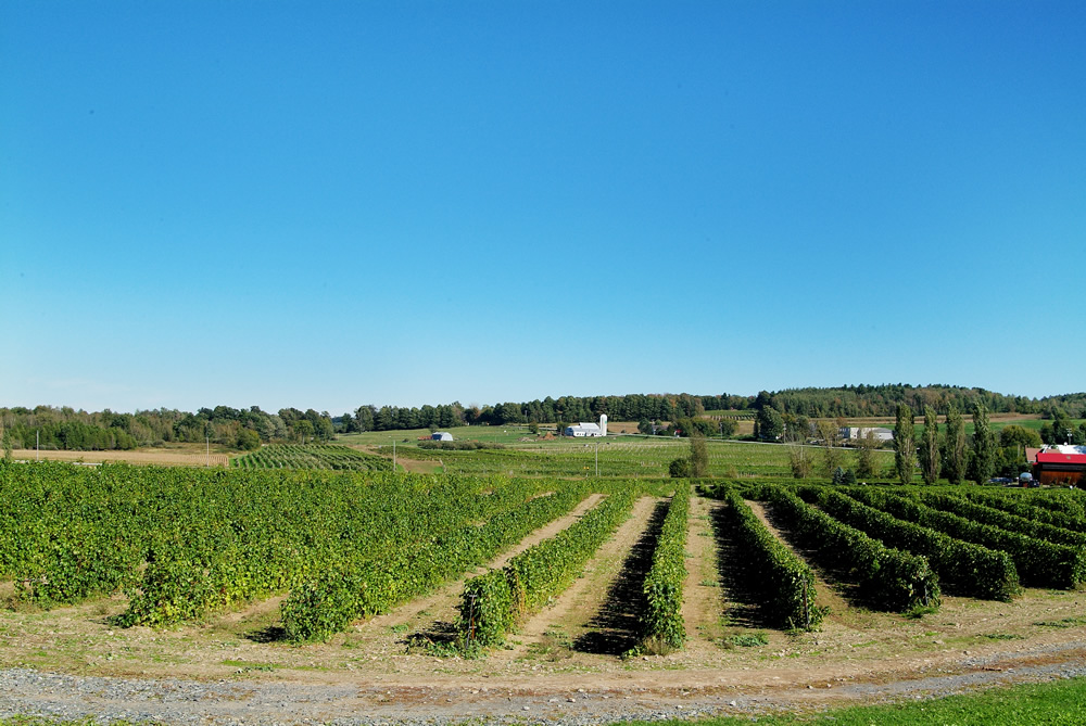 Vignoble de l'Orpailleur-ÉCONOMUSÉE de la Vigne et du Vin: Dunham