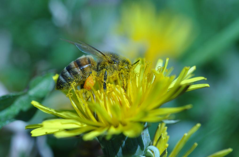 Abeille qui butine dans une fleur de pissenlit: L'abeille récolte du nectar et du pollen
