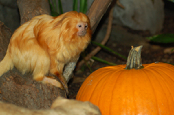 l'Halloween au Zoo: Zoo de Granby