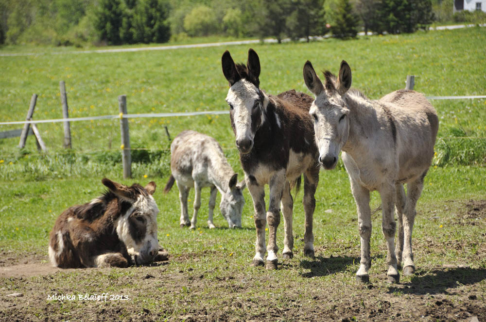 Asinerie les ânes en culotte: Sainte-Anne-de-la-Rochelle