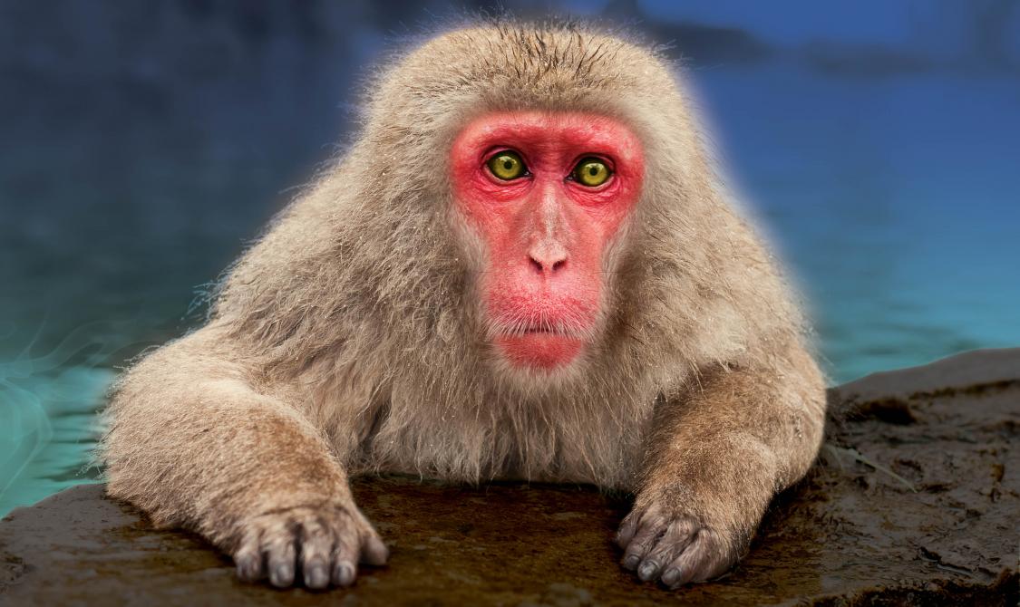 Zoo de Granby: Macaque japonais