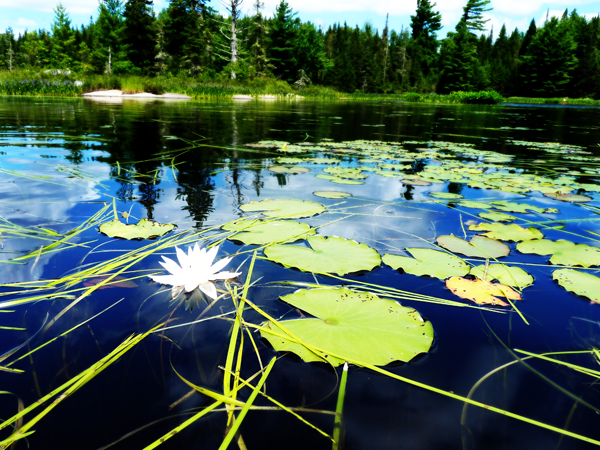 Lac à la Barbue - Parc national de Frontenac: ©Jean Massé