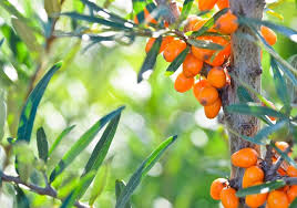 Le fruit d'Argousier: Le fruit d'Argousier se développe en se collant sur la branche
