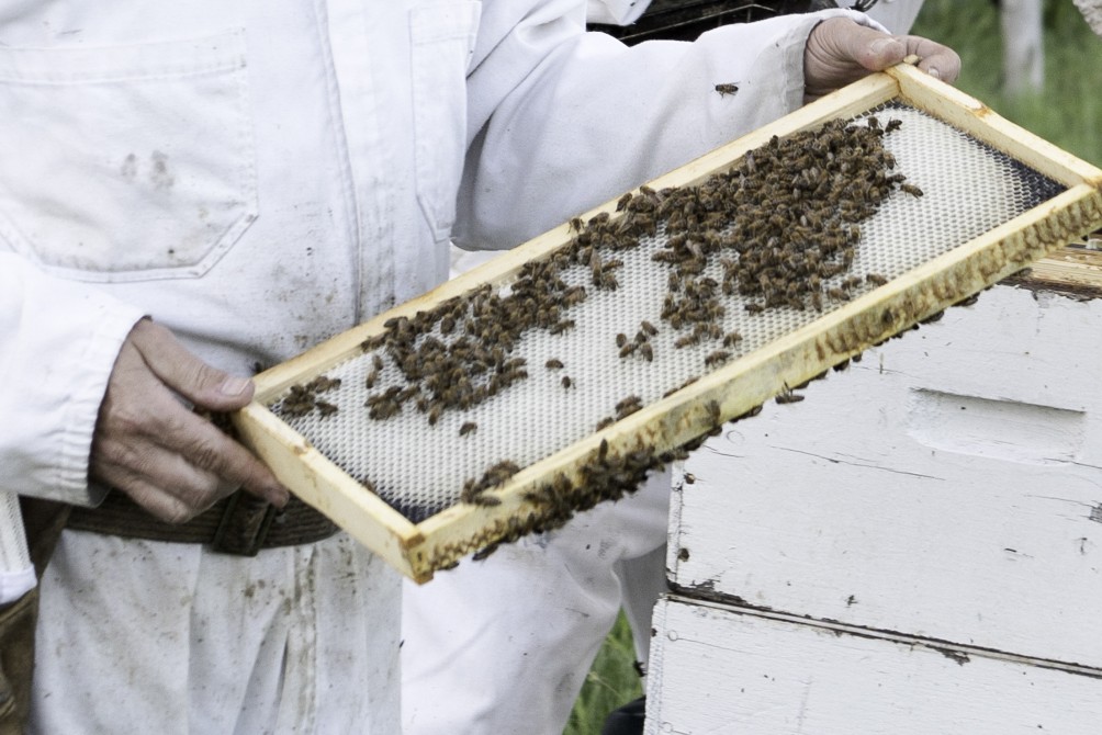 Visite "Apiculteur en Herbe": Visite aux ruches. "Apiculteur en Herbe". Observation de la ruche et du travail des abeilles.