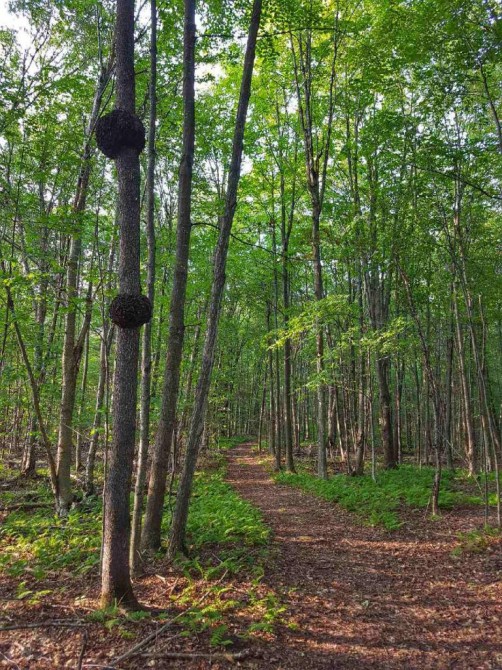 Sentiers: 4km de sentiers en forêt accessibles pour la marche