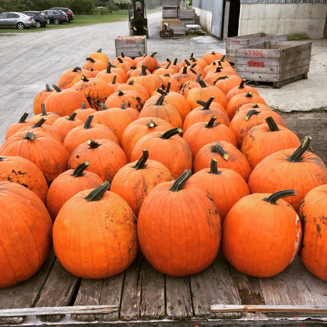citrouilles: