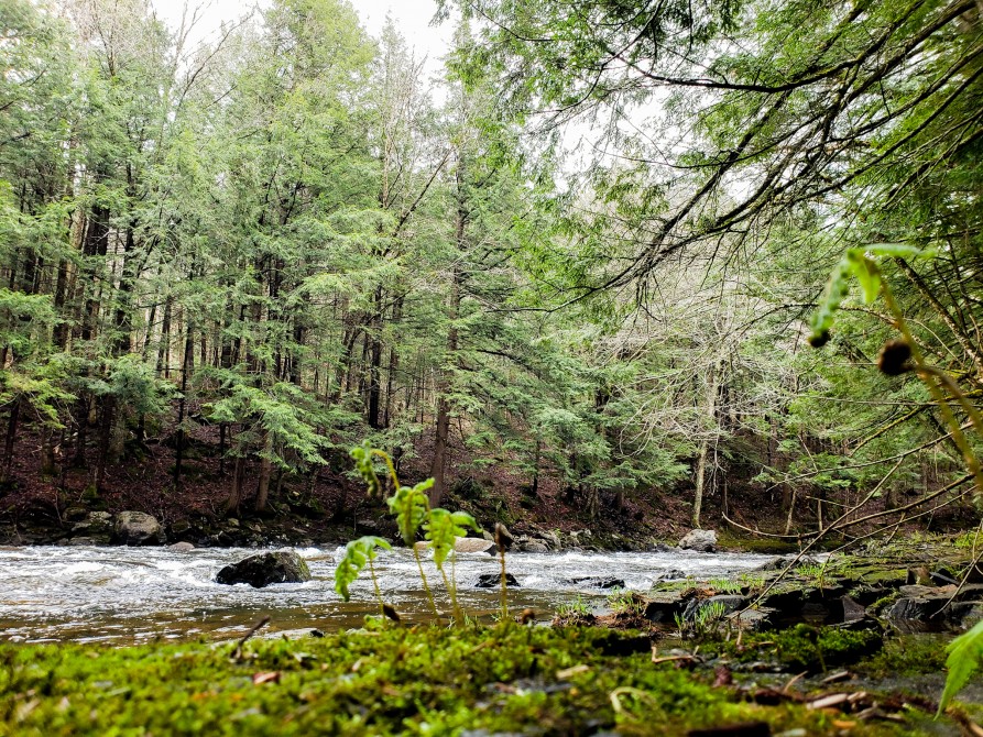 Notre rivière: Notre cour est la forêt et la rivière