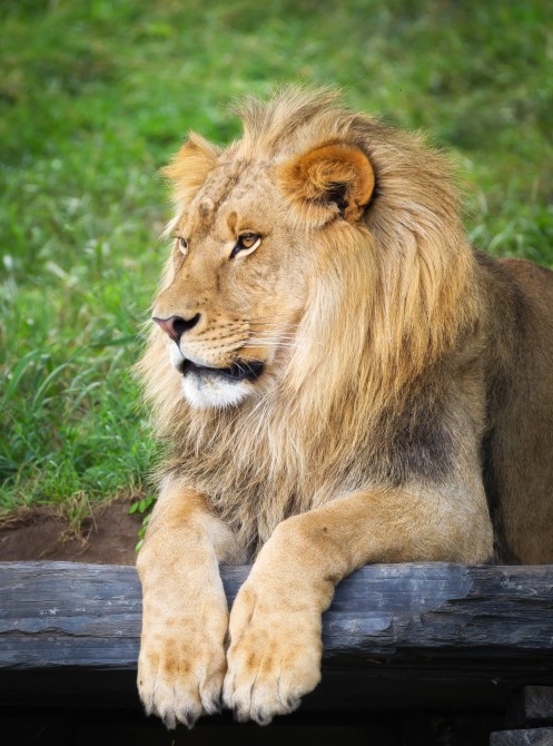 lion_zoo: