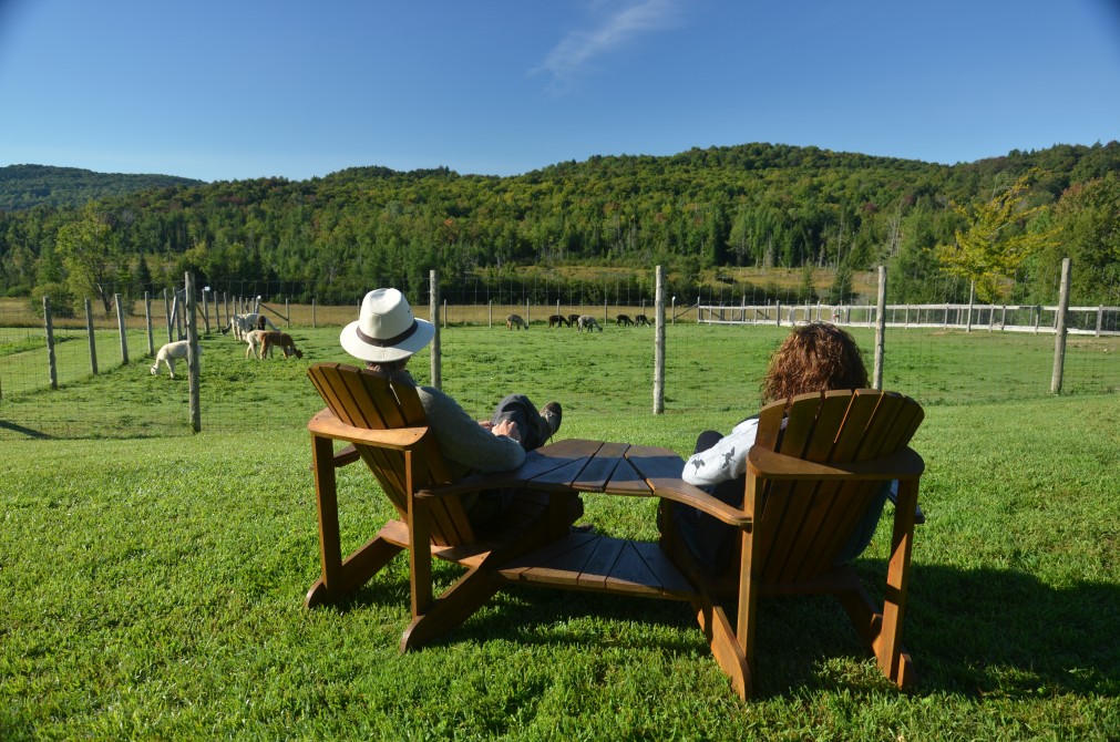 Observation des alpagas: Chaises Adirondack et tables à pique-nique sont mises à votre disposition à nos aires d'observation.