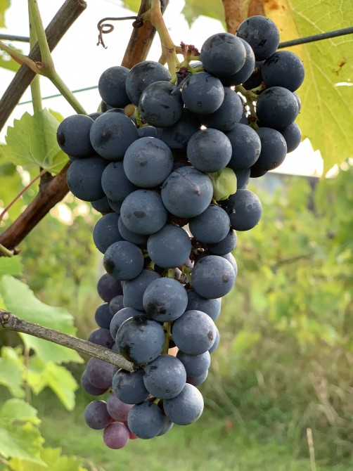 Nos précieux raisins: