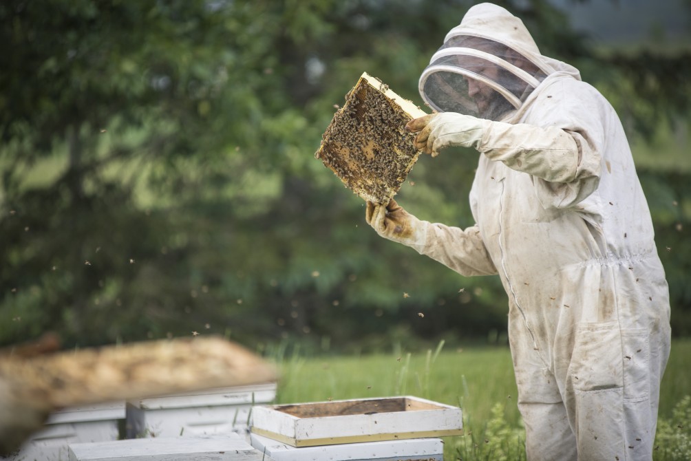 René aux ruches de la Distillerie B par la Miellerie King: L'un de nos apiculteur inspectant une ruche de la Distillerie B par la Miellerie King