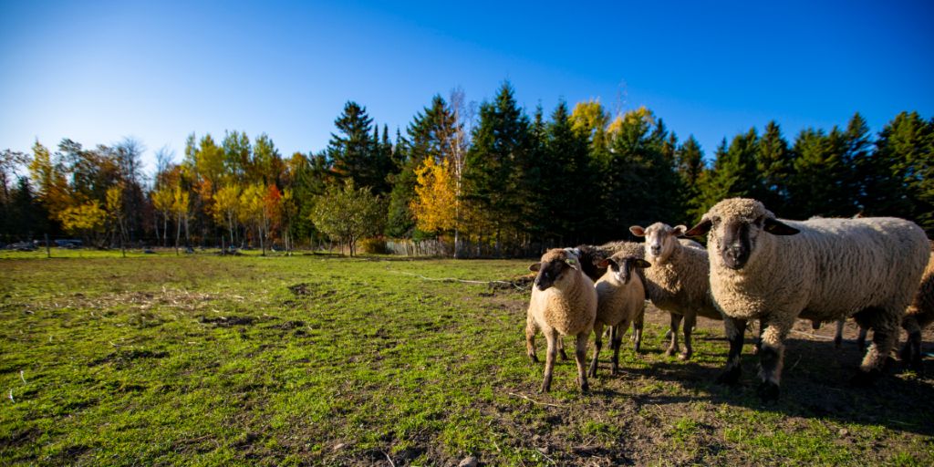 les moutons: Animaux en pâturage libre, nourris avec du grain certifié biologique