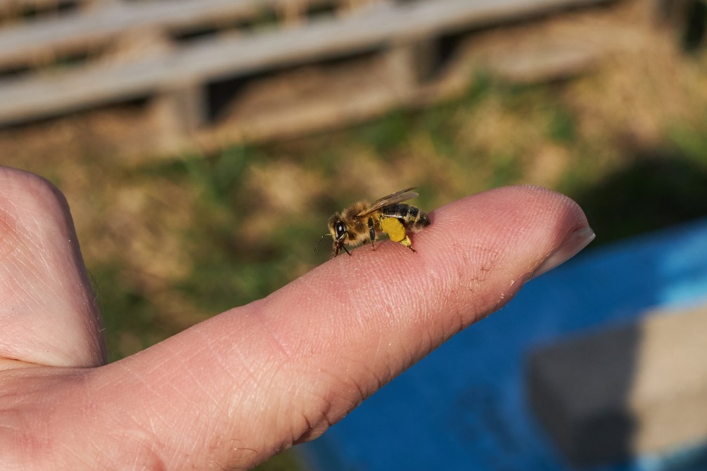 Une petite abeille au printemps: Observation d'une abeille lors de l'ouverture des ruches au printemps.