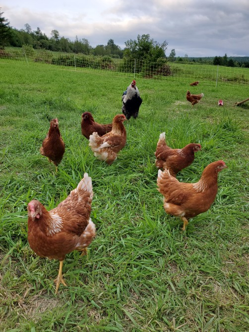 Nos poules: Des oeufs frais avec votre séjour ici à Miel et Terre