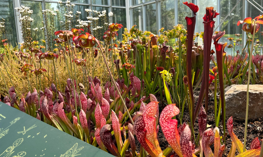 Parc Marie-Victorin: