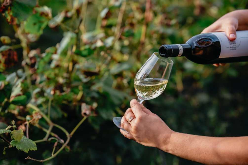 Vignoble de l'Orpailleur:
